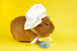 Comment domestiquer un cochon d'Inde ?