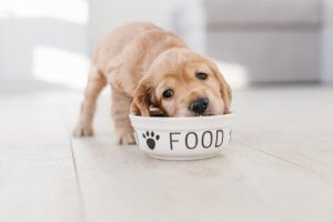 6 conseils pour bien nourrir un chiot