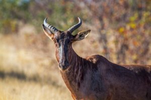 Habitat et caractéristiques du tsessebe