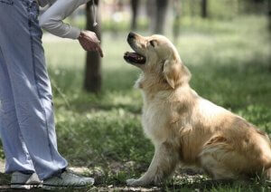 Comment apprendre à un chien à s'asseoir ?