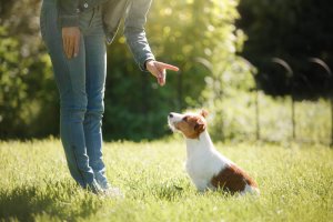 Une personne qui tente d'apprendre à un chien à s'asseoir