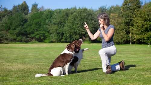 Comment apprendre à un chien à s'asseoir ?