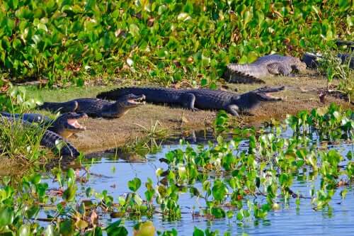 Plusieurs caïmans noirs au bord de l'eau