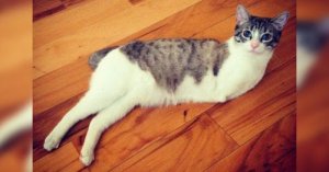 Moggy : une chatte à deux pattes et son émouvante histoire