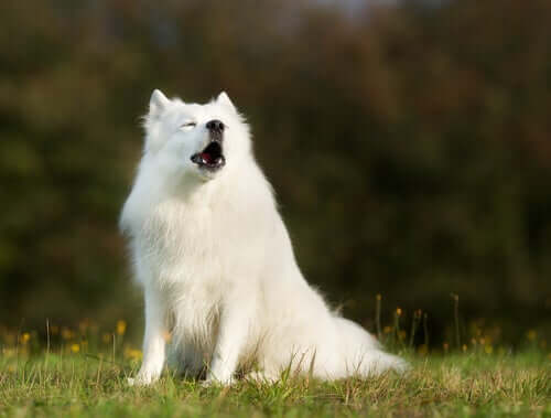 Pourquoi les chiens hurlent ?