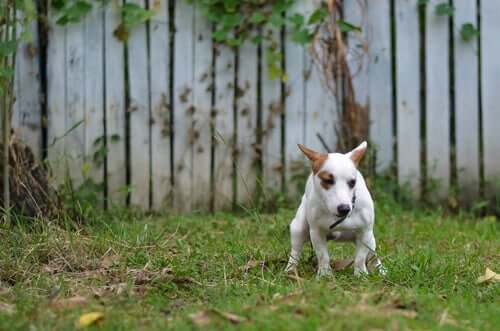 Un chien qui défèque dans la nature
