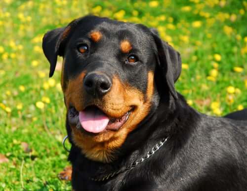 Le rottweiler et ses caractéristiques