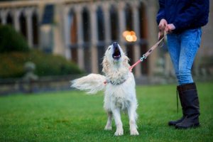 Pourquoi les chiens hurlent-ils parfois ?