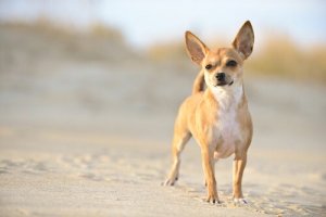Le chihuahua, un chien idéal pour les petits espaces de vie