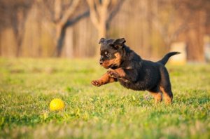 Le rottweiler : découvrez le caractère de ce chien