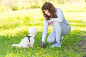 Peut-on identifier un chien grâce à ses excréments ?