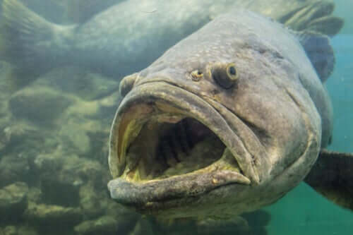 Un mérou goliath avec la bouche ouverte