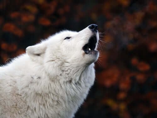 Pourquoi les chiens hurlent ? Car ils héritent cela des loups