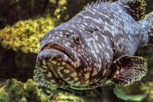 Le mérou goliath : caractéristiques et habitat