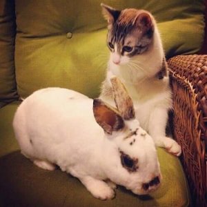 Moggy et un lapin