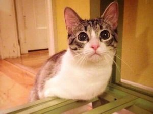 Moggy, la petite chatte à deux pattes