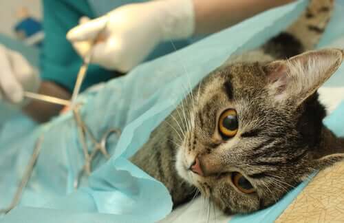 La castration du chat