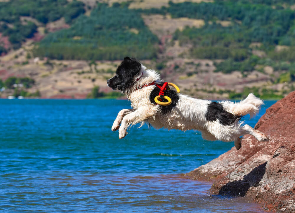 Dernière nouveauté : les chiens de sauvetage aquatique