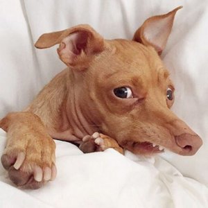 Tuna a sa place parmi les animaux les plus célèbres du net