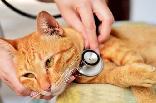 Diagnostiquer la respiration difficile chez le chat