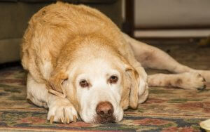 L'arthrite chez le labrador retriever