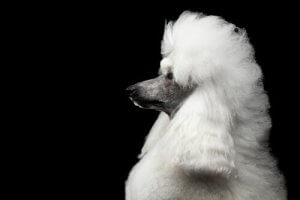 Caniche : tout ce que vous devez savoir sur cette race
