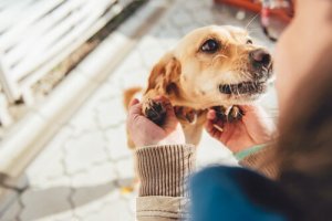 La reconnaissance des chiens envers leur proches