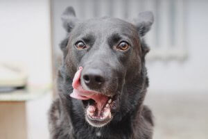 Que signifie le léchage des babines chez les chiens ?