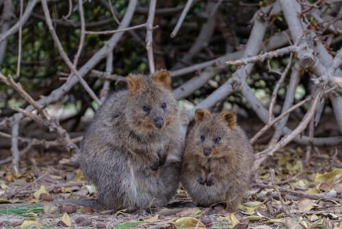 Un couple de quokka dans la nature