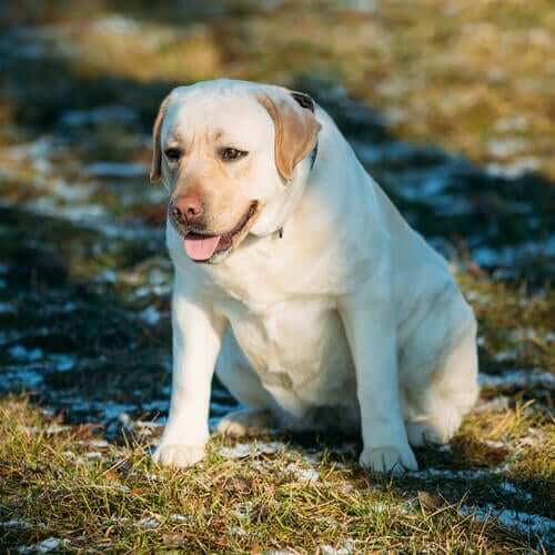 Un labrador retriever en surpoids