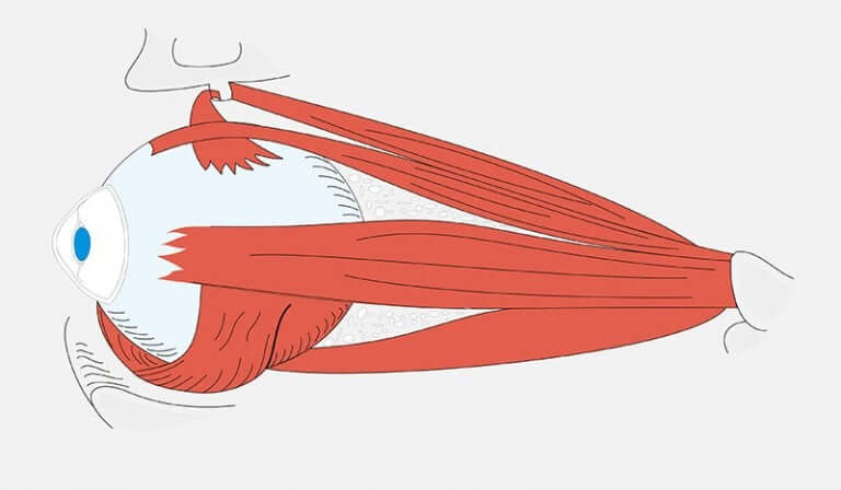 Les muscles de l'oeil