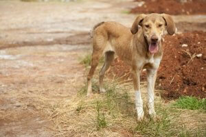 Maladies liées à la perte de poids chez les chiens