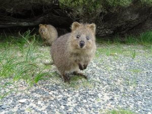 Découvrez le quokka, l'animal le plus heureux du monde