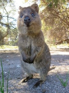 Un quokka avec son éternel sourire