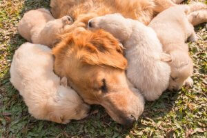 Comment fonctionne le système immunitaire du chien ?