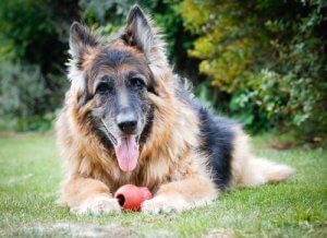 Vieillissement des chiens : comment les accompagner ?