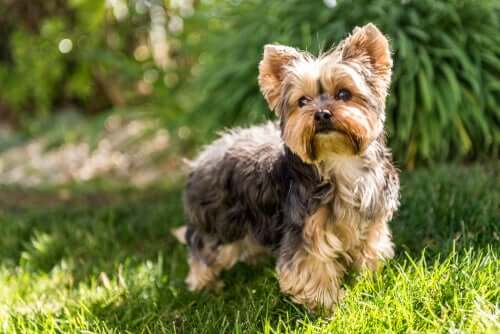 Un yorkshire terrier, descendant du paisley terrier, une des races de chiens disparues