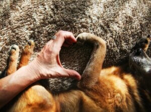 Avoir un chien pour améliorer la santé cardiovasculaire