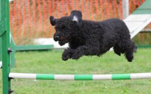 Un chien dans une des fédérations canines