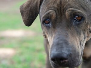 Les chiens peuvent-ils pleurer comme les humains ?