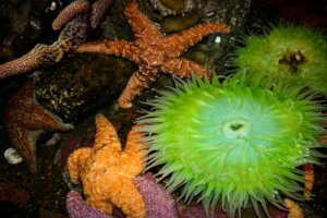 Echinodermes : 6 données intéressantes