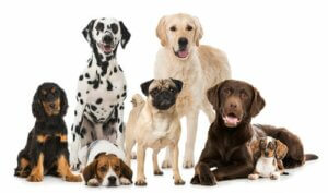 Les principales fédérations canines