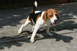 Pourquoi les chiens urinent sur les gens ?