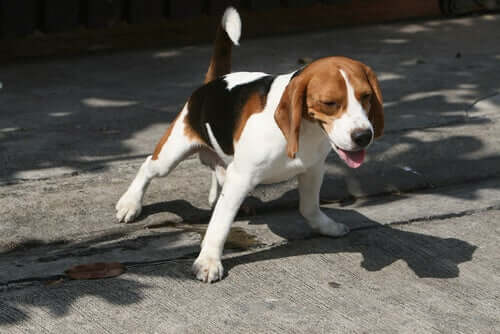 Pourquoi les chiens urinent sur les gens ?