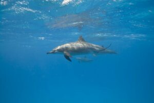 Les mammifères marins dorment-ils ?