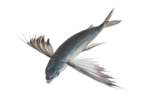 Qui sont les poissons volants ?