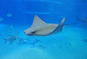 Découvrez les poissons électriques