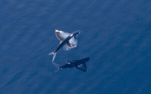 Découvrez 3 espèces de poissons volants
