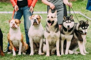 Différentes races de chiens