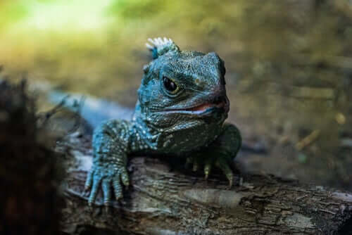 Un tuatara sur une branche d'arbre